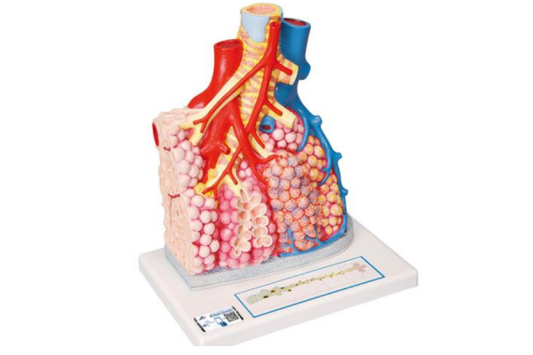model płata płucnego z otaczającymi naczyniami krwionośnymi - 130-krotne powiększenie - 3b smart anatomy 1008493 g60 3b scientific modele anatomiczne 2